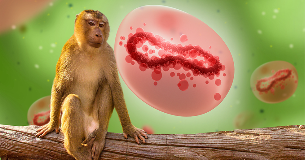 Varíola do macaco: Governo cria comissão para acompanhar casos - JOTA