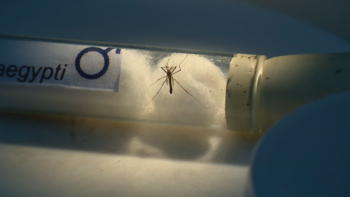 Piraju confirma terceira morte por dengue em 2024 | Itapetininga e Região