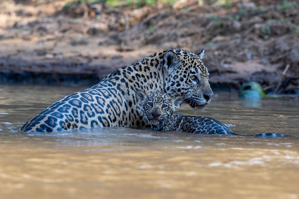 Mãe e filhote banham juntos em rio no Pantanal de MT — Foto: Chris Brunskill