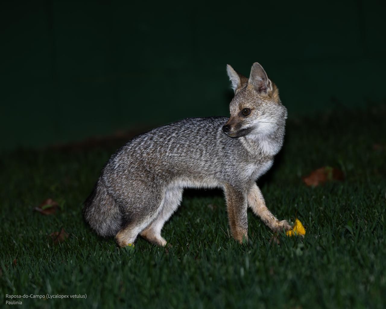Aparição de suposta raposa em condomínio aguça curiosidade de moradores e traz alerta em Paulínia (SP)