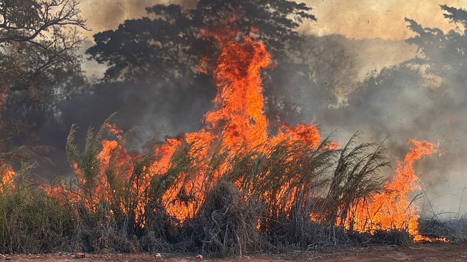 Queimada atinge vegetação próxima a escolas municipais de Piracicaba e pais buscam alunos
