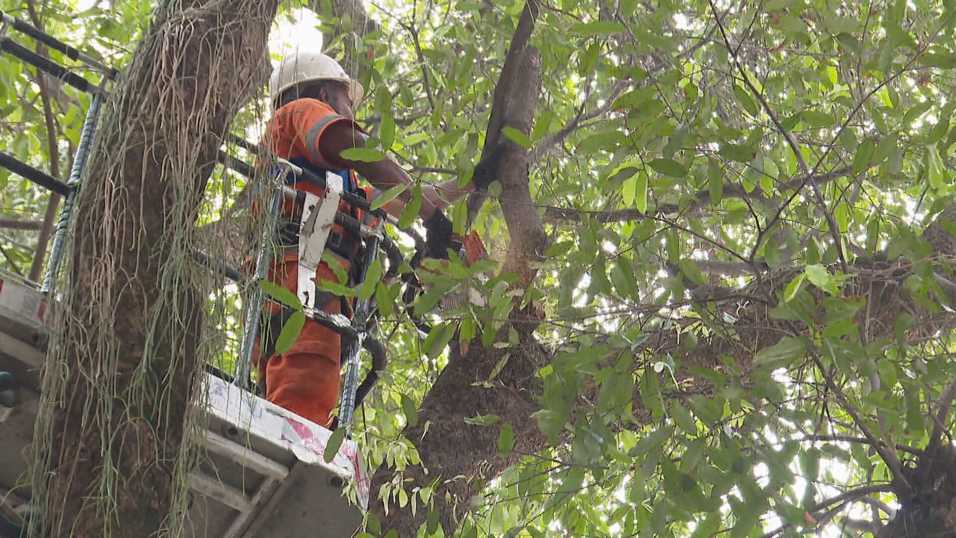 No Rio, apenas 1 a cada 12 empresas comprova que cumpriu obrigação de plantar árvores como medida compensatória