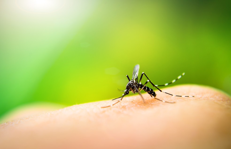 RN tem 657 casos notificados de dengue em 2023, diz Sesap | Rio Grande do  Norte | G1