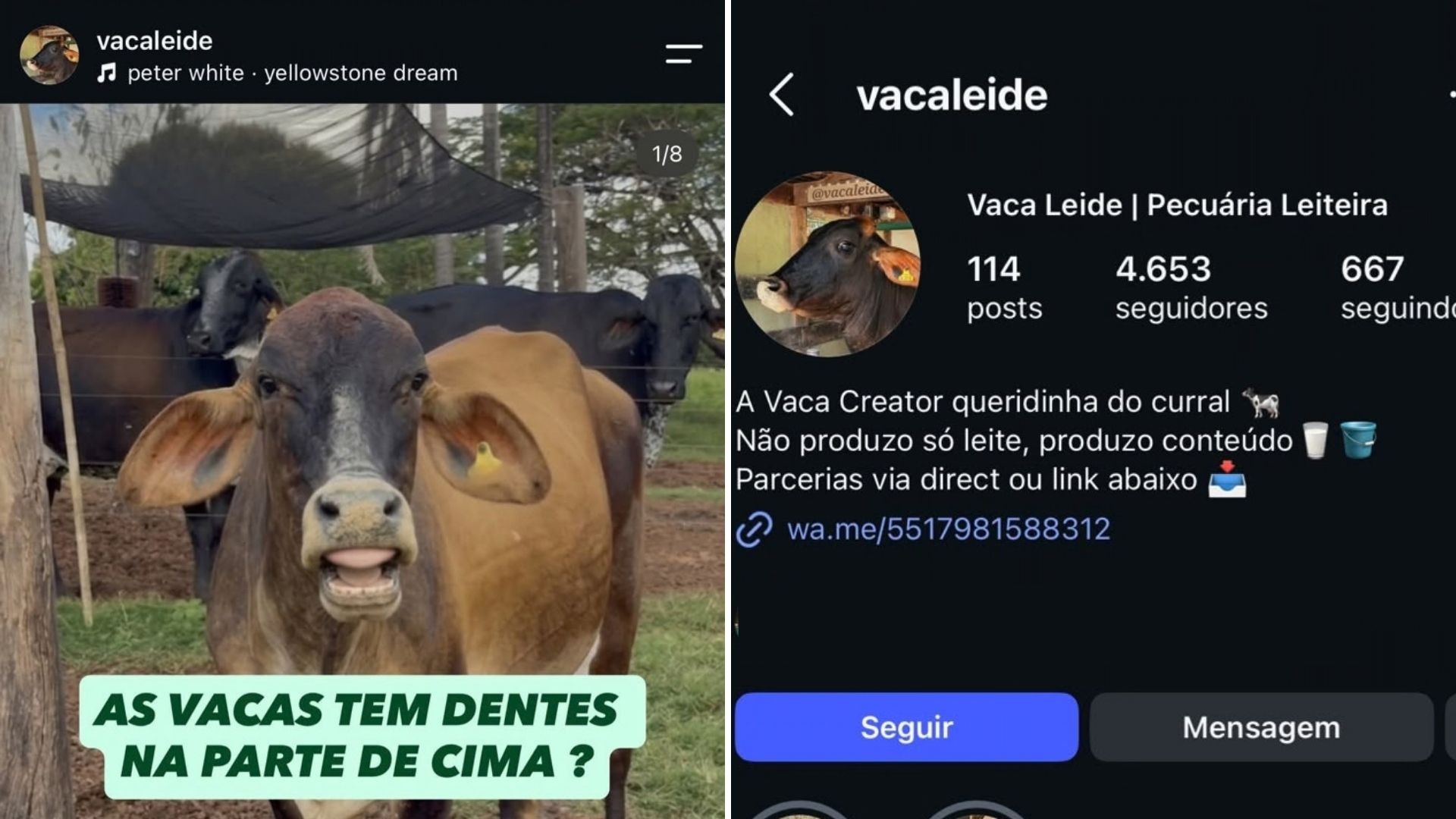 'Vaca creator' e touro influencer bombam na web com rotina no campo e fazem até 'publi'