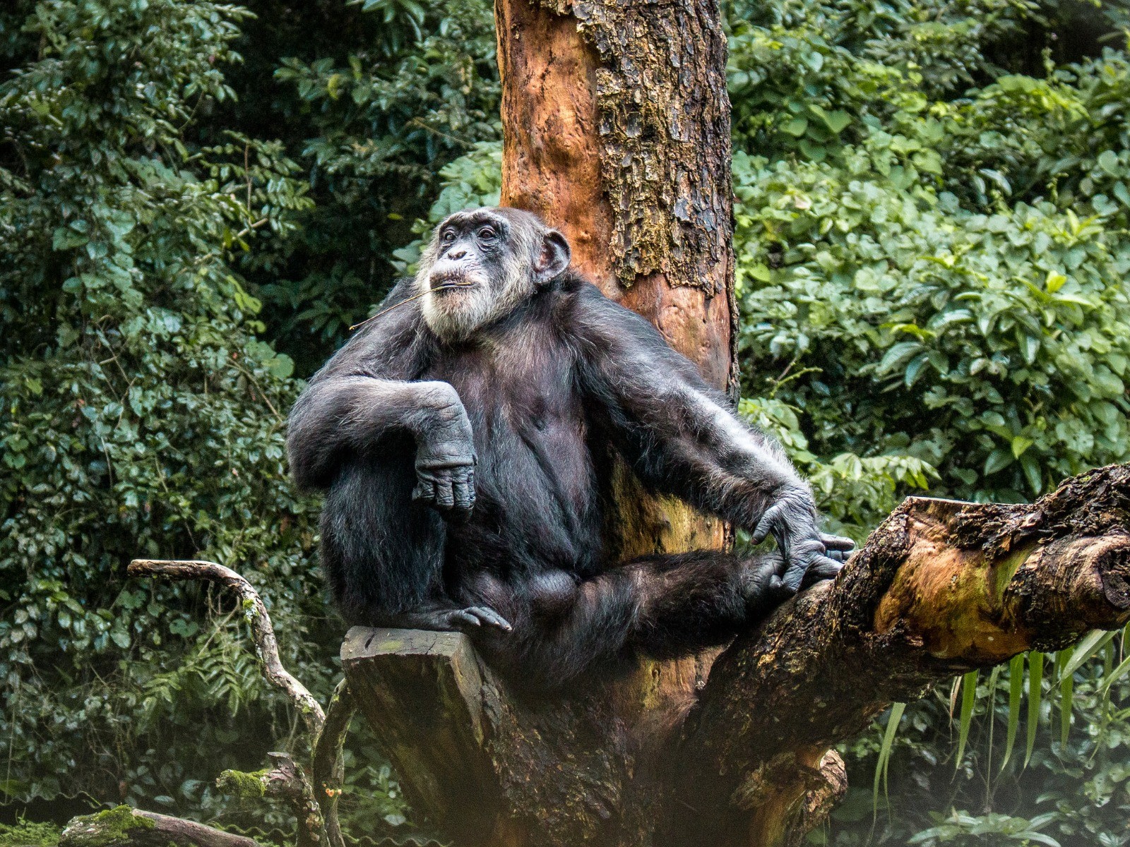 Chimpanzé Sena, mais antigo morador do zoológico do Recife, morre aos 67 anos