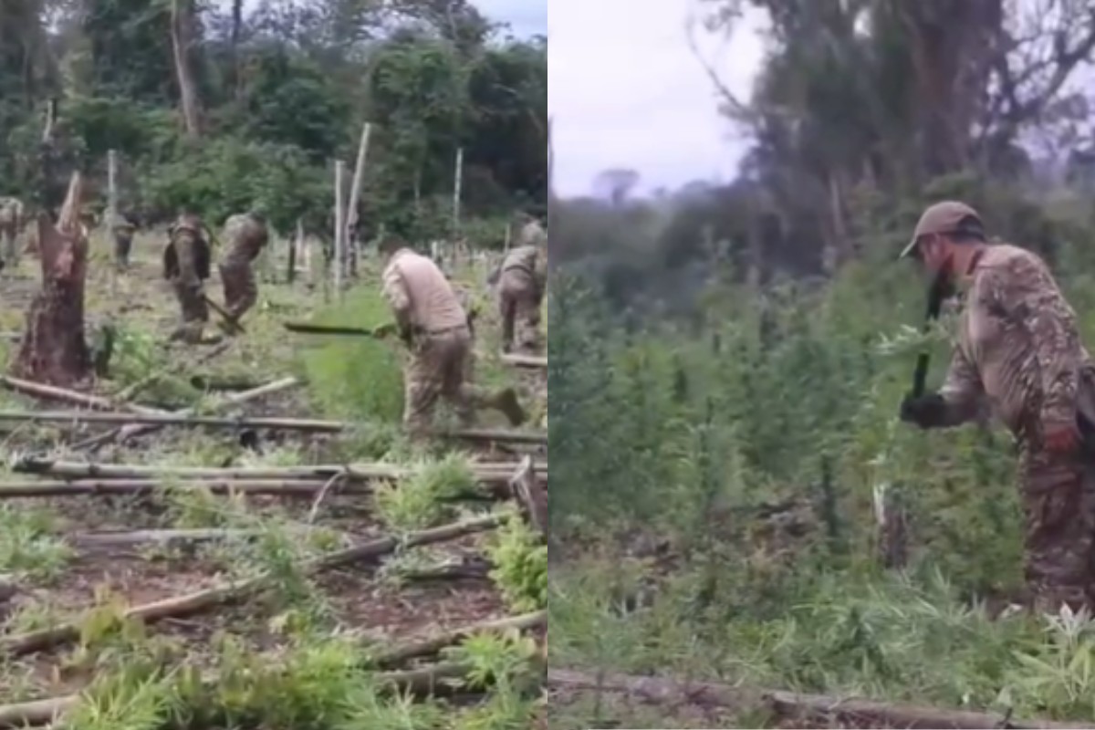 Plantação de maconha do tamanho de 200 campos de futebol é destruída no Paraguai com ajuda da PF