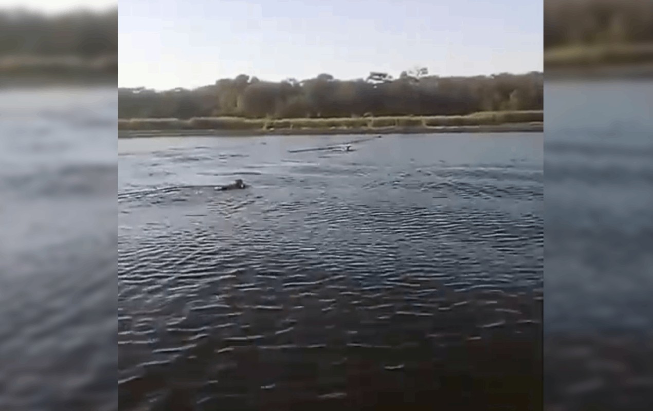 Pescador flagra onça-parda e dois filhotes atravessando rio a nado em Ibitinga