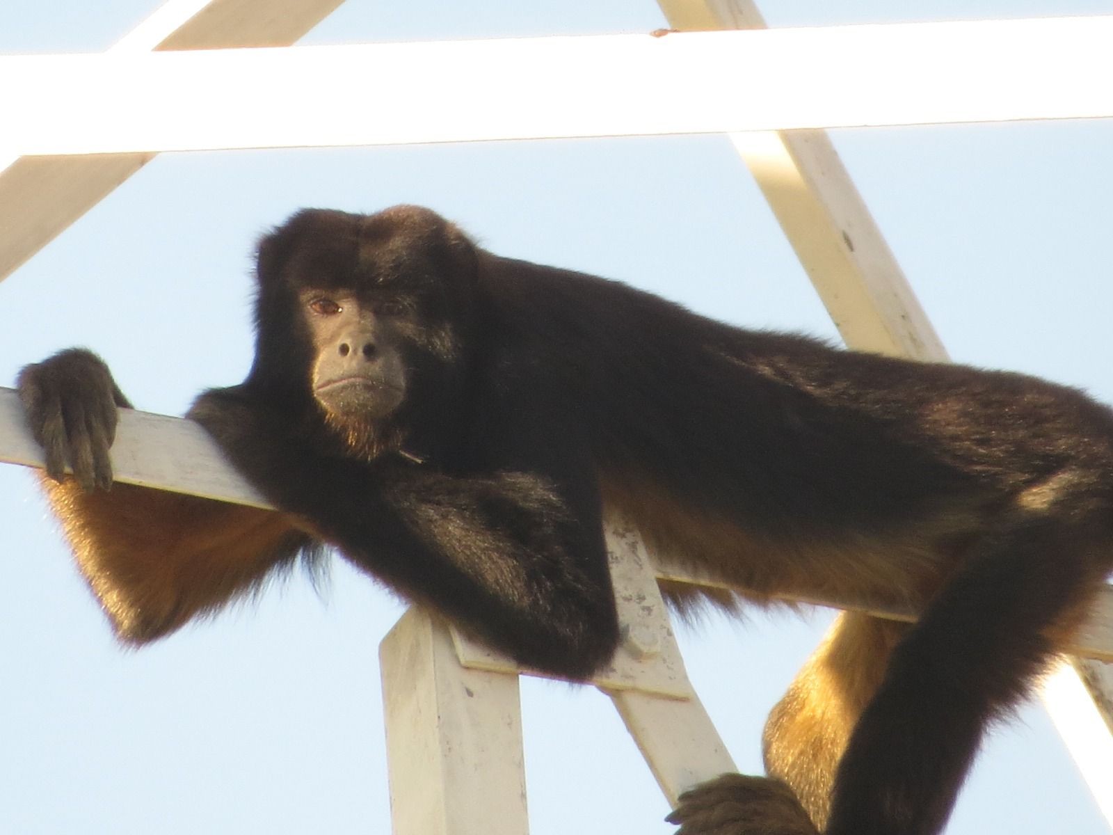 G1 - Captura de rato gigante volta a assustar moradores de Nova