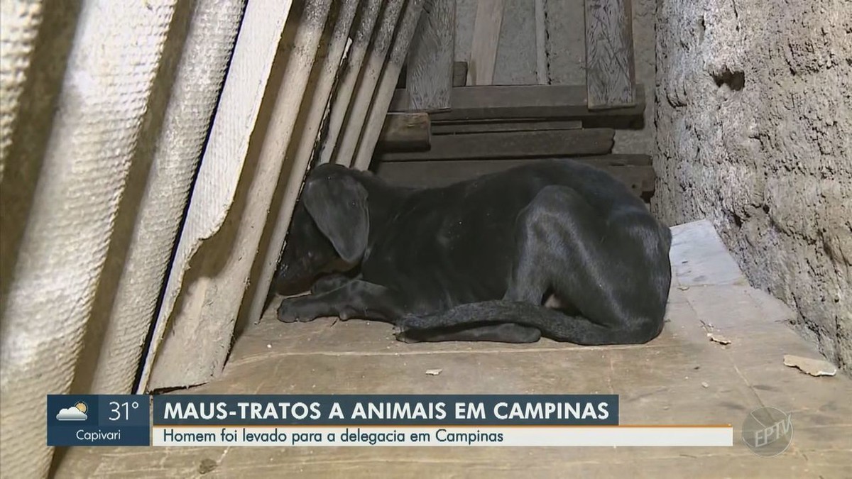 Homem é levado à delegacia por maus-tratos a animais em Campinas