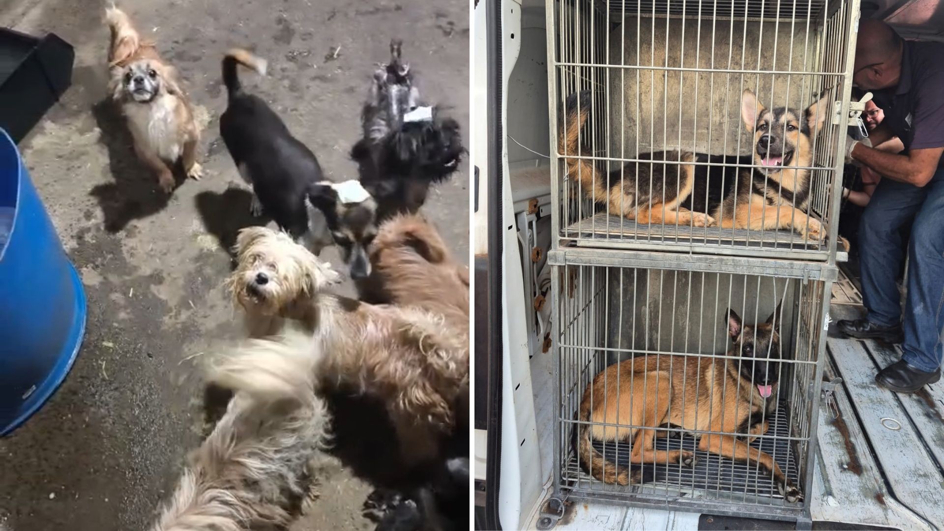 Denúncia de mulher que procurava cão perdido leva polícia a encontrar 70 animais em situação de maus-tratos