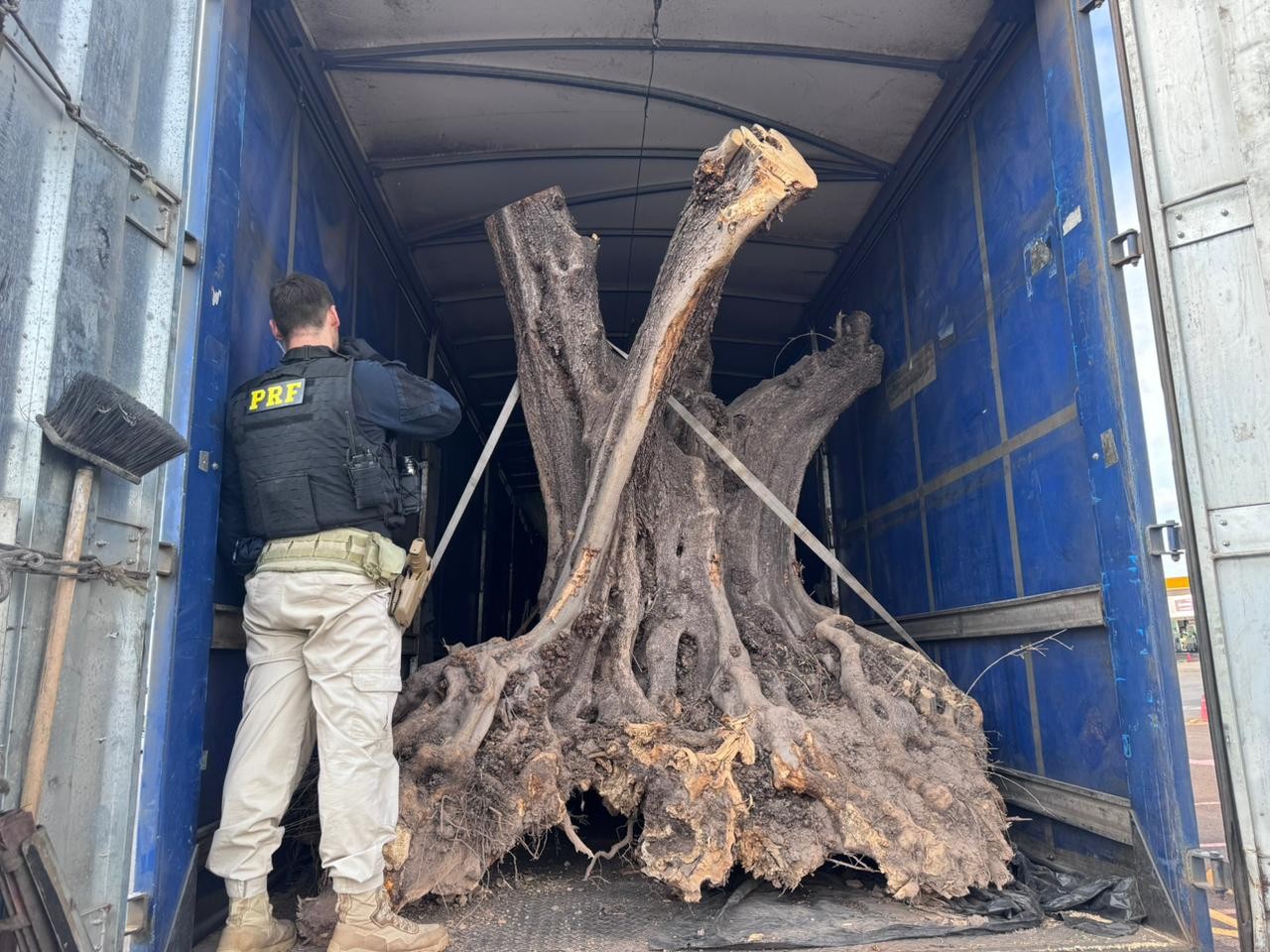 Polícia encontra árvores centenárias de origem estrangeira sendo contrabandeadas no Paraná