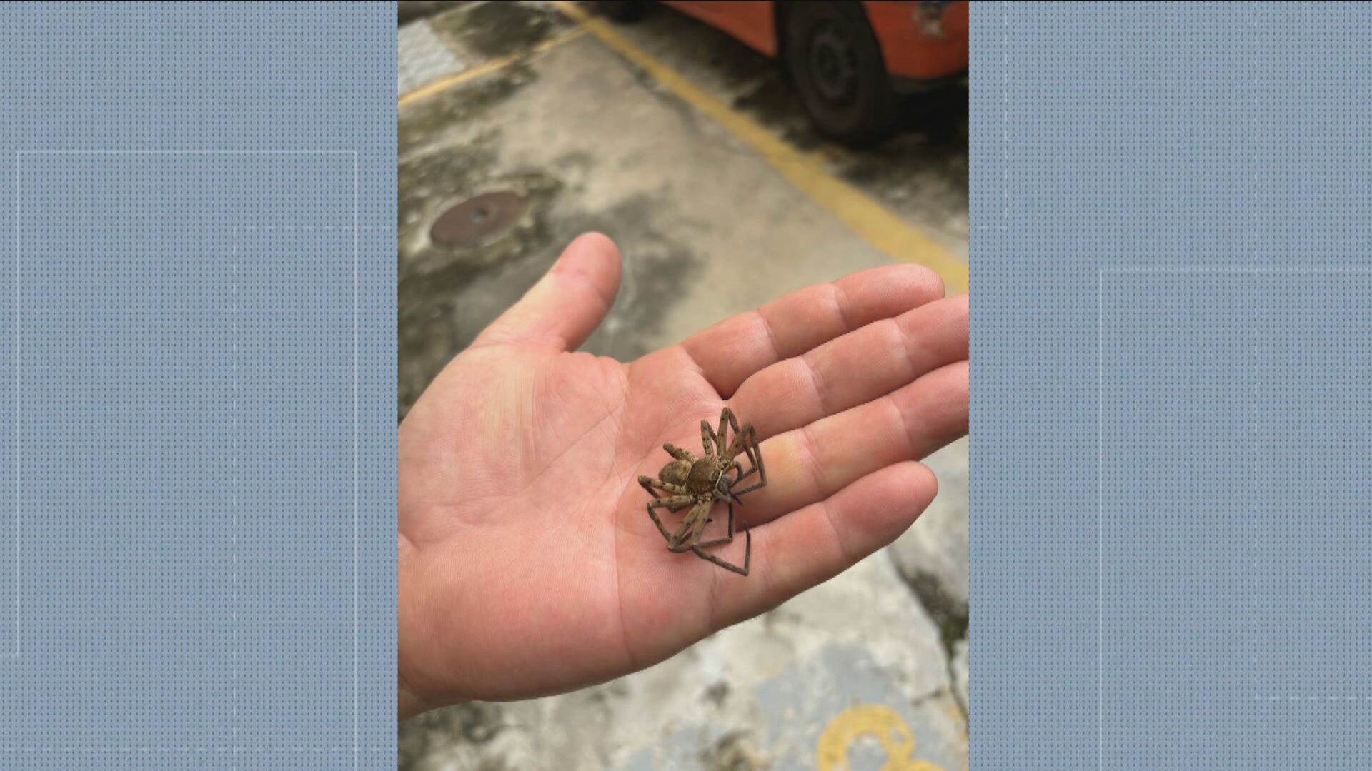 Infestação de aranhas assusta moradores em Irajá, na Zona Norte do Rio