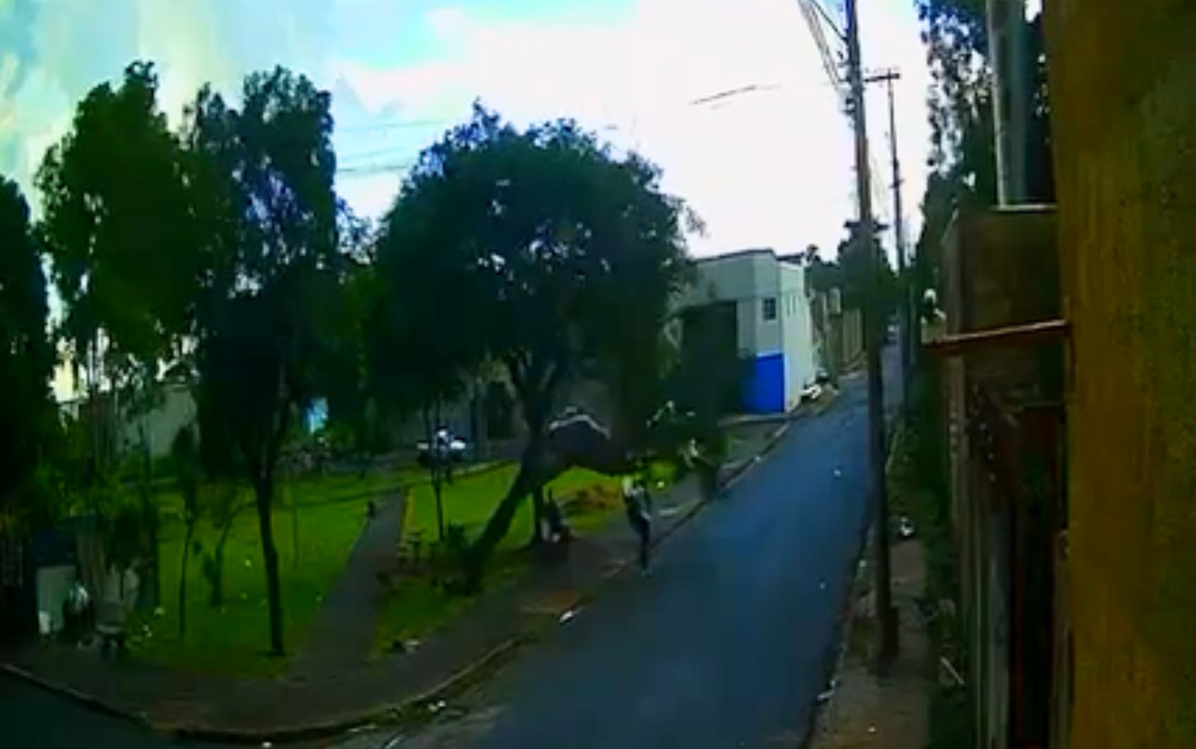 Mulher fica ferida após ser atingida por  árvore em praça em Ribeirão Preto, SP; VÍDEO