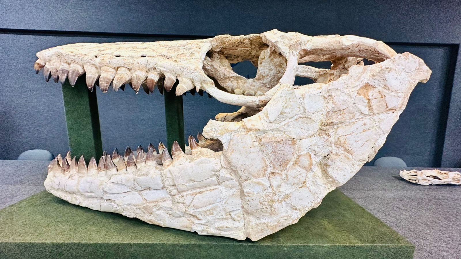 Mosassauro: crânio de réptil semelhante ao de 'estrela' de Jurassic World é exposto em SC