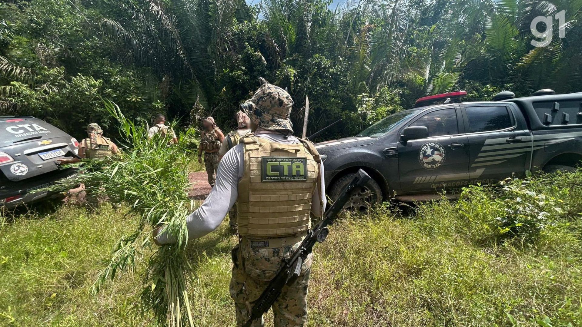 Operação policial erradica plantação com 20 mil pés de maconha em Santa Helena, no MA 