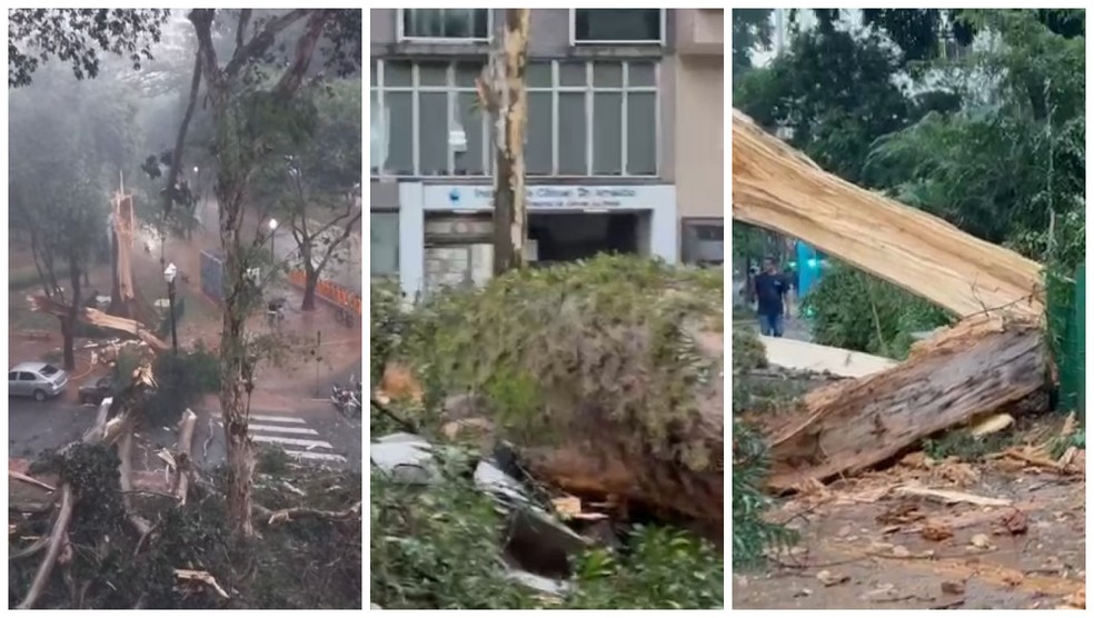 Árvore centenária cai durante chuva em SP nesta quarta-feira (12) — Foto: Arquivo Pessoal