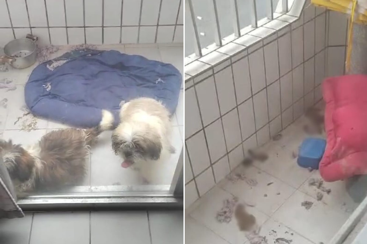 Mulher é presa por maus-tratos contra três cães da raça Lhasa Apso no litoral de SP