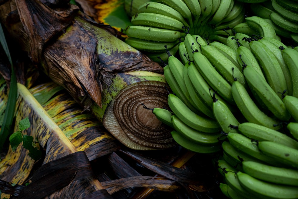 Produtor de bananas começou vendendo de porta em porta e hoje tem 350 mil  bananeiras, Globo Rural