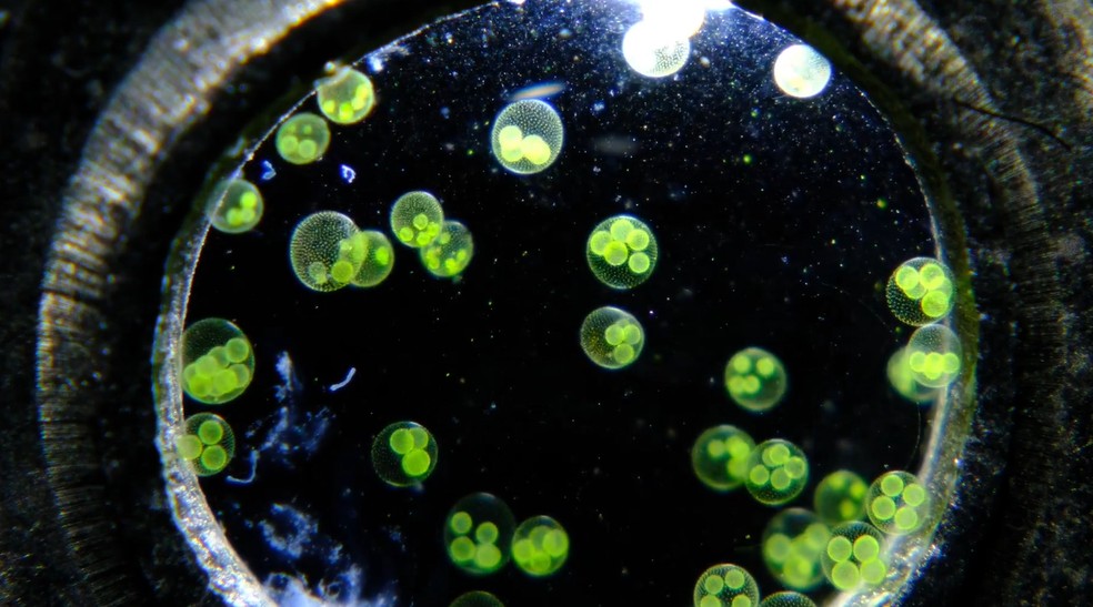 Microalgas Volvox nadam em gota d’água colocada no centro de uma moeda japonesa de 50 ienes. O vídeo rendeu ao alemão Benedikt Pleyer o 2º lugar na Small World in Motion 2025. — Foto: Benedikt Pleyer/2025 Small World in Motion Competition/Cortesia