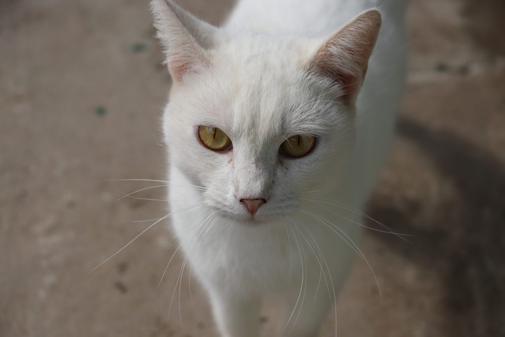 Sorocaba abre inscrições para castração gratuita de cães e gatos