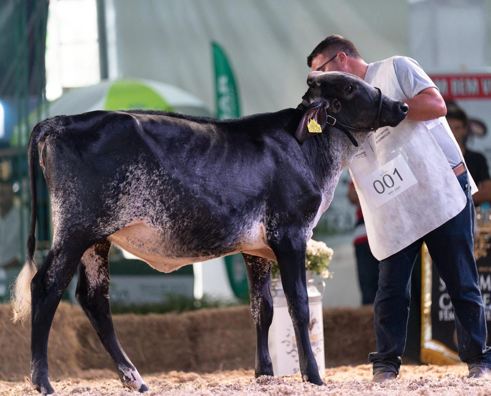Expo Girolando 2026 reúne produtores de leite e cerca de 250 animais em Barra Mansa