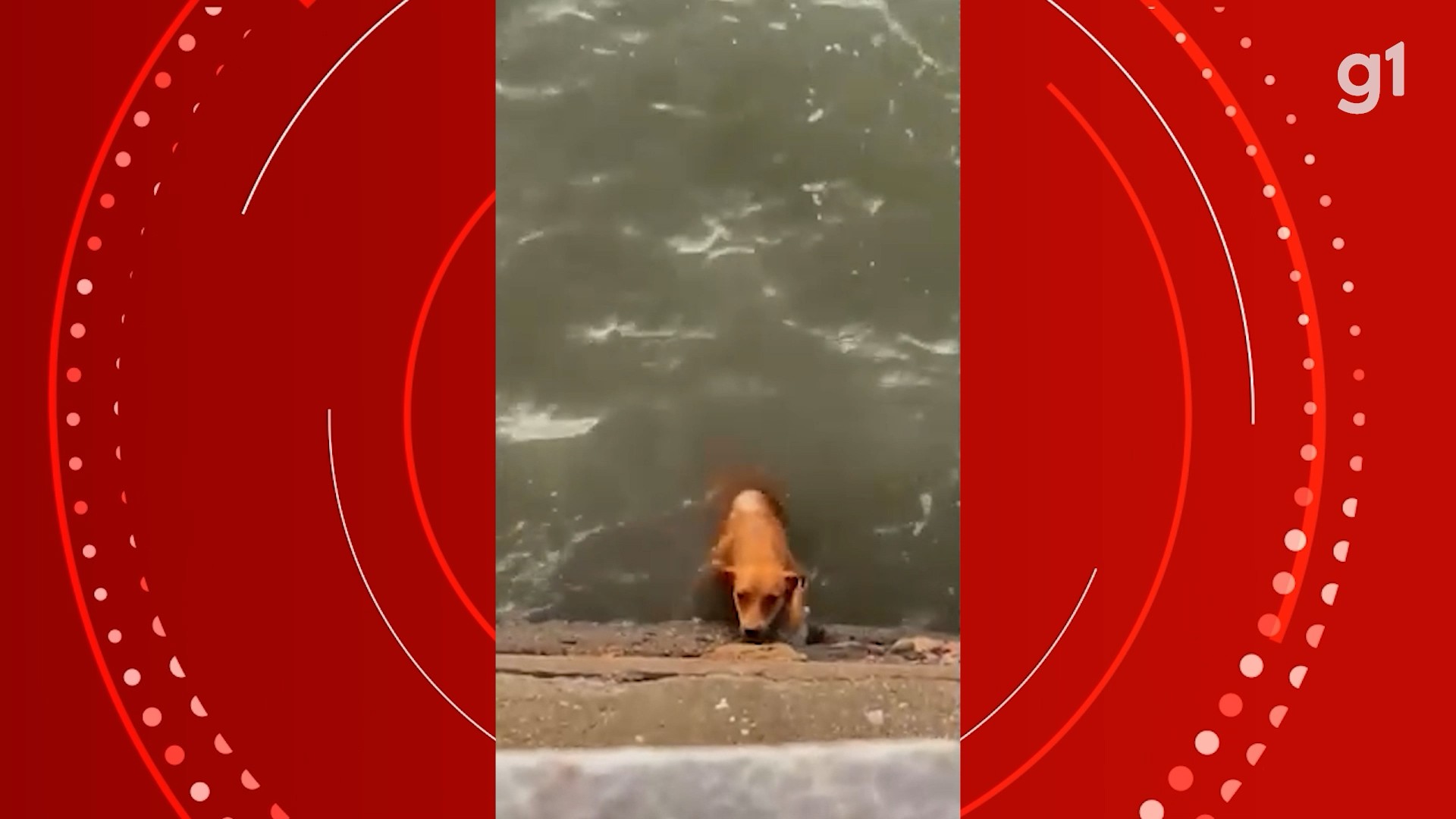 VÍDEO: Cachorro cai na água e é resgatado por policiais militares em São Luís