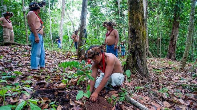 Por que proteger territórios indígenas é importante para o equilíbrio do clima?