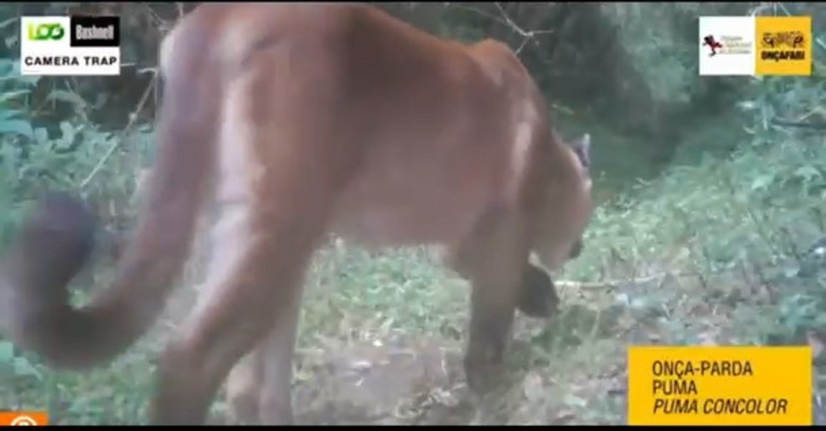 Monitoramento registra 36 espécies de animais vertebrados no Parque Nacional do Itatiaia