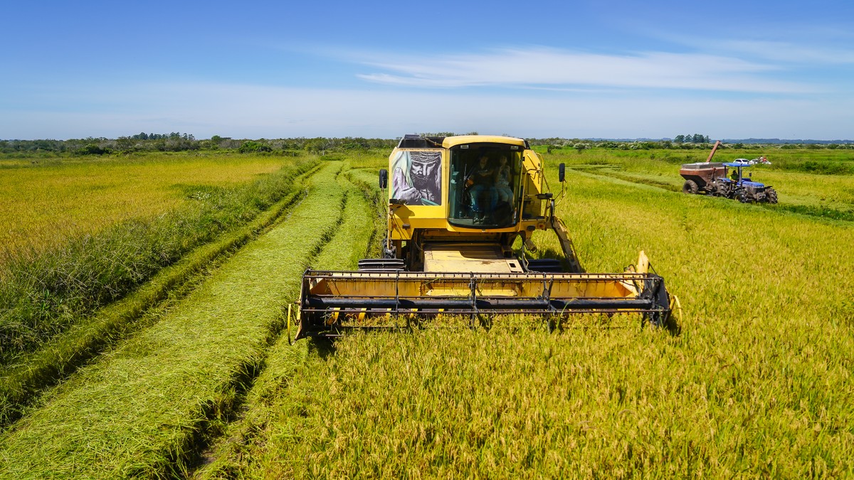 Chuvas intensas afetam produção de arroz e soja no RS