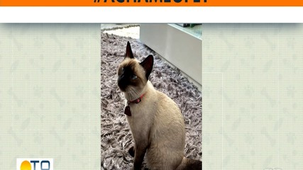 Veja animais desaparecidos no quadro 'Acha meu pet'