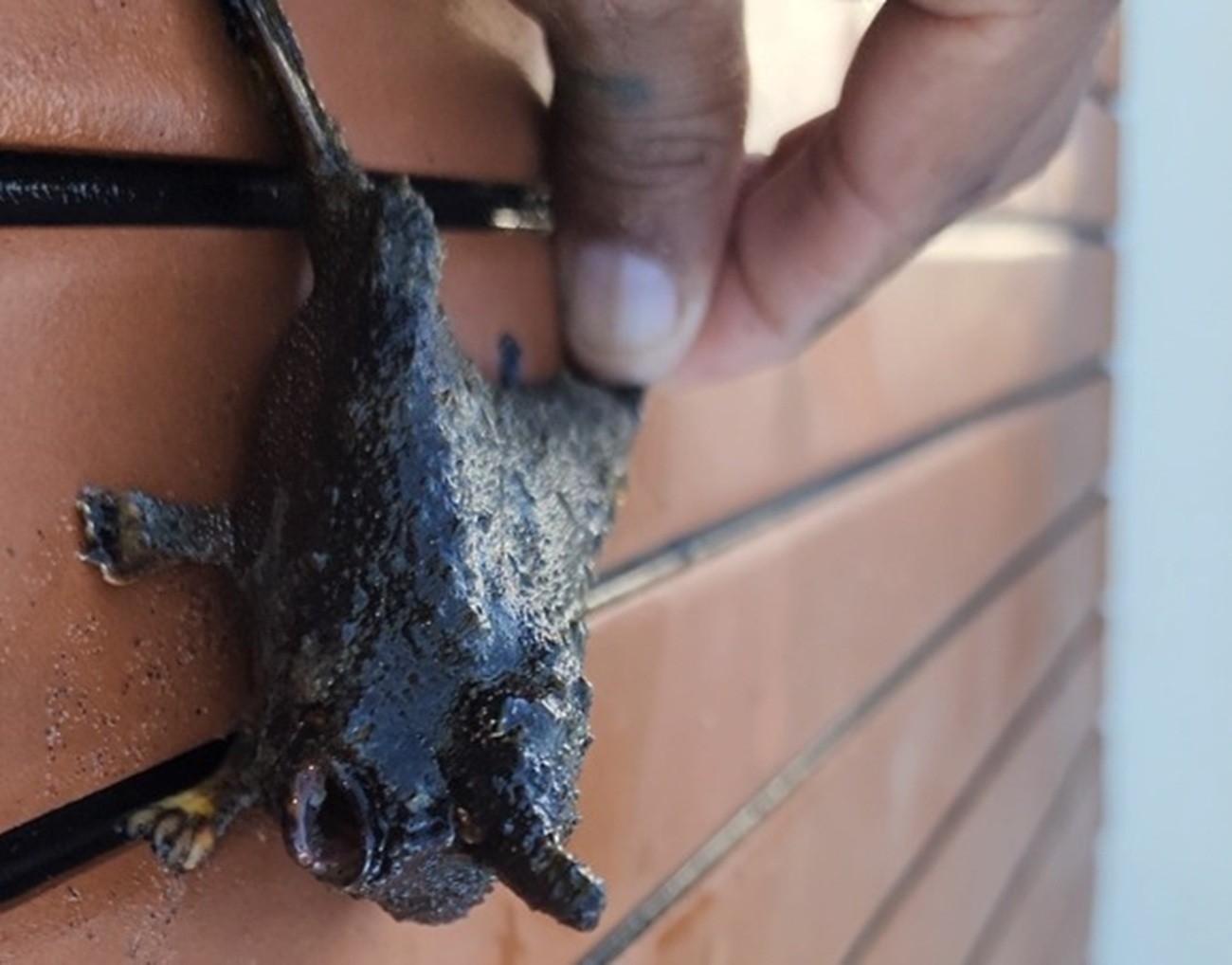 Homem se surpreende com peixe estranho na areia da Ilha do Japonês, em Cabo Frio: 'subiu com as patinhas, andando!'