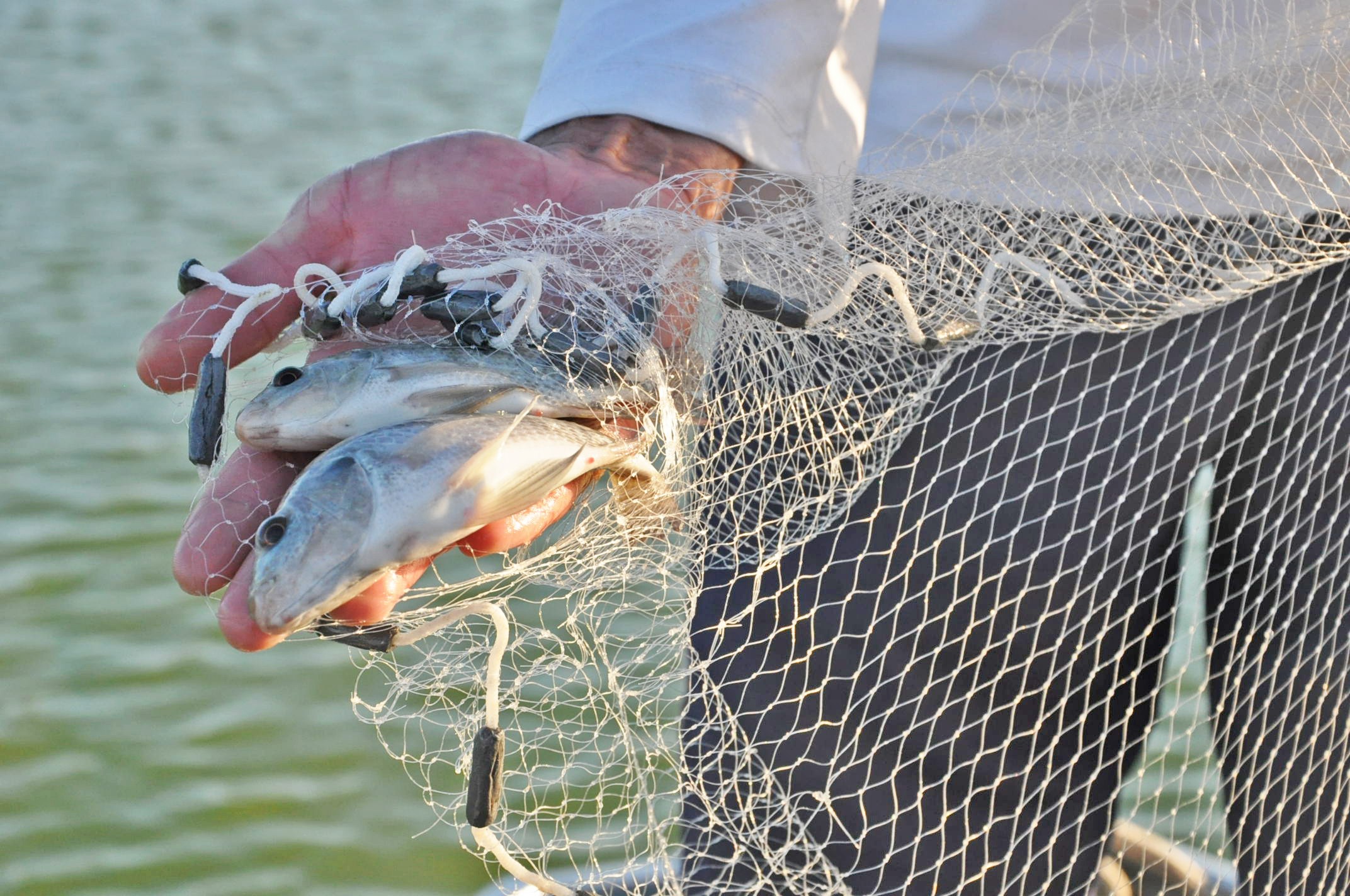 Abertas inscrições para IX Workshop de Aquicultura e Pesca do Vale do São Francisco 