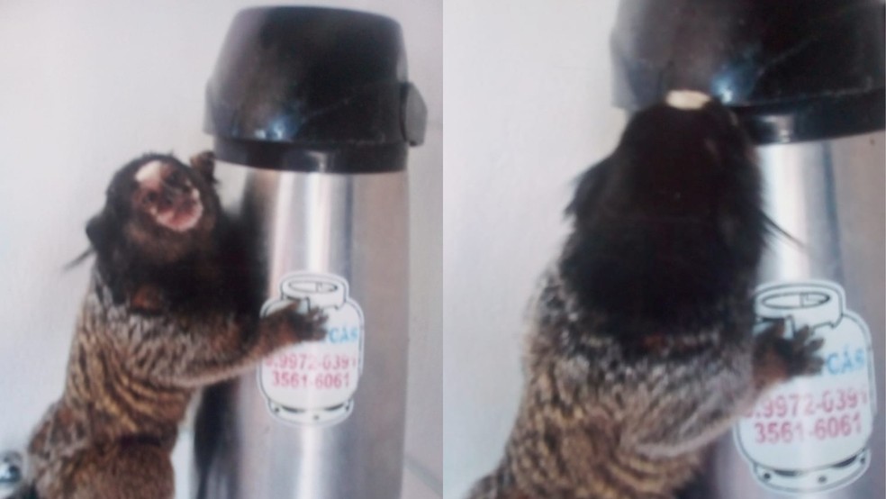 Mico tomando café — Foto: Reprodução/Redes Sociais