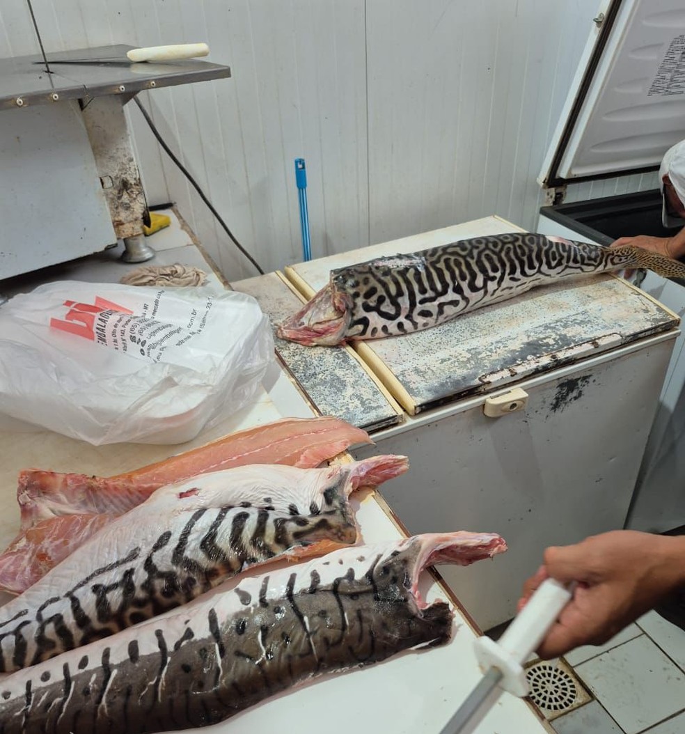 A Delegacia de Meio Ambiente constatou que os alvos cometeram sonegação de impostos — Foto: Polícia Civil de Mato Grosso