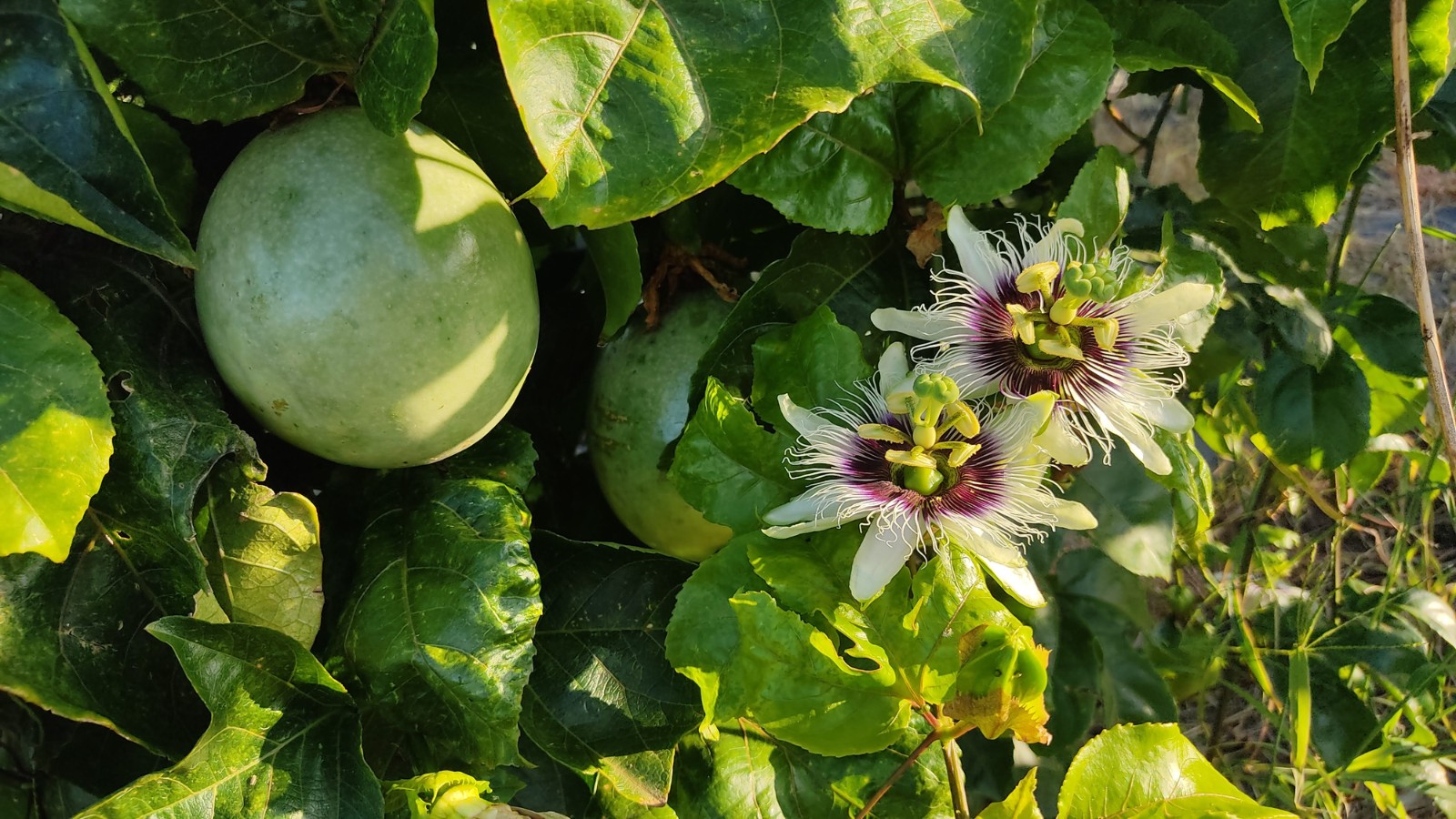 Cultura de inovação é caminho para melhorar gestão na fruticultura de resultado
