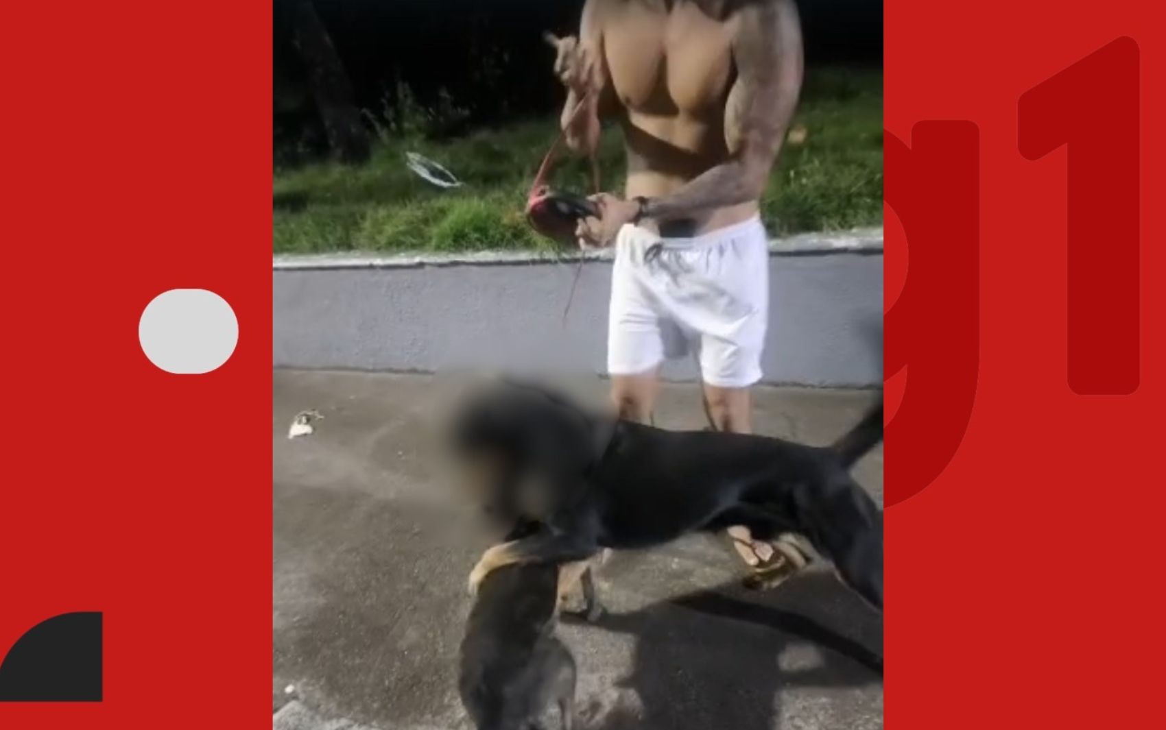 Cães são mortos em ataques de rottweiler em bairro de Salvador, denunciam moradores