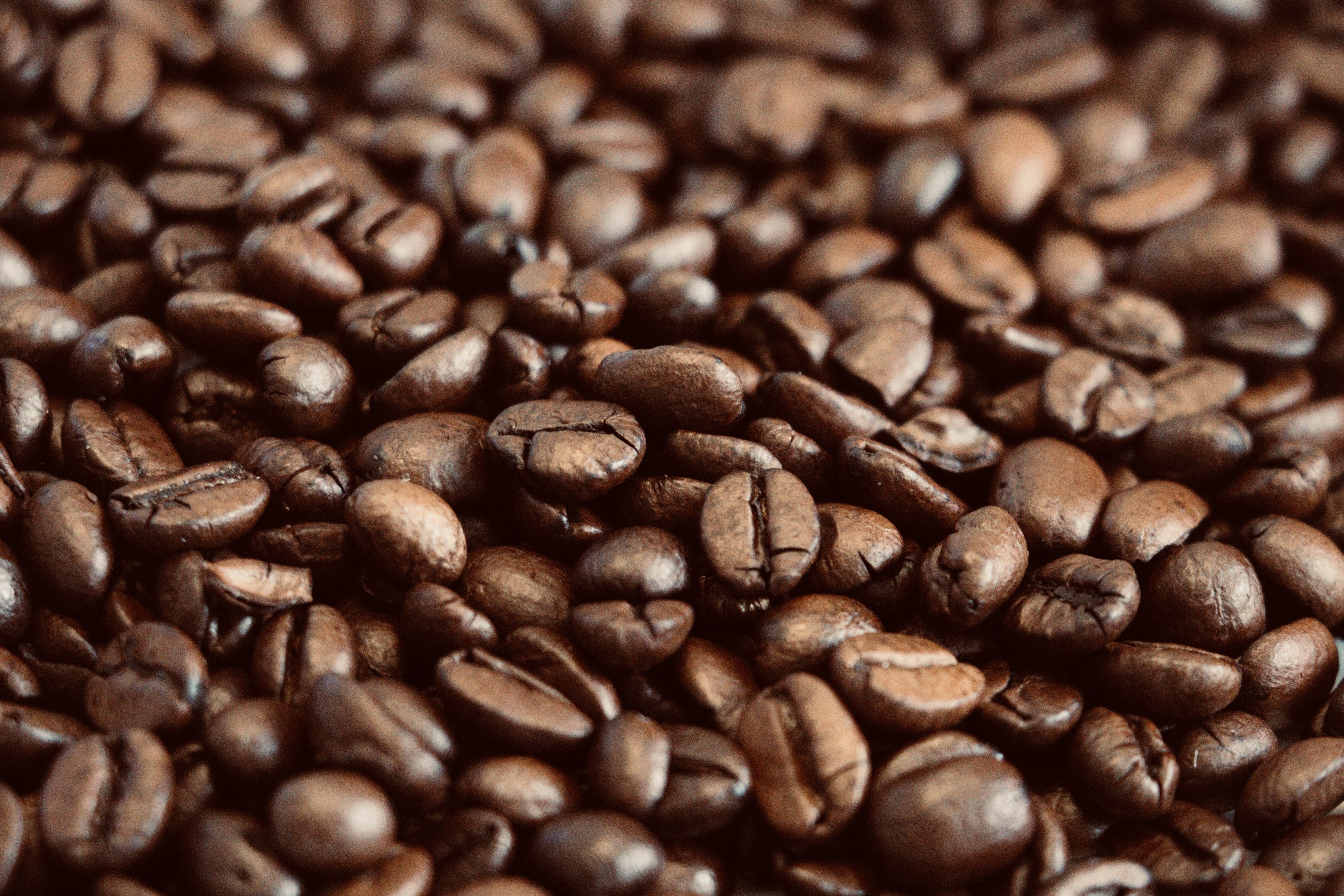 Diversidade climática e práticas sustentáveis: conheça fatores que tornam a Bahia o maior produtor de café do Nordeste e o 4º do Brasil
