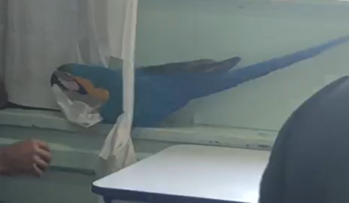 Arara batizada de 'Fred' vira 'amiga' de estudantes e entra em sala de aula em Campinas