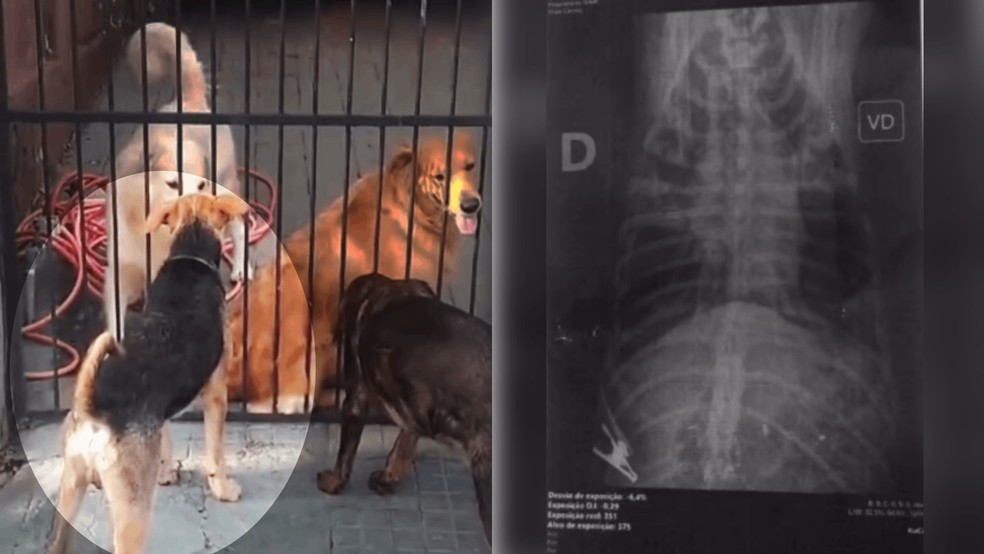 1 de 3
Homem mata cachorro de vizinho a tiros ap&oacute;s animal cavar buraco em cal&ccedil;ada de Agudos &mdash; Foto: Reprodu&ccedil;&atilde;o