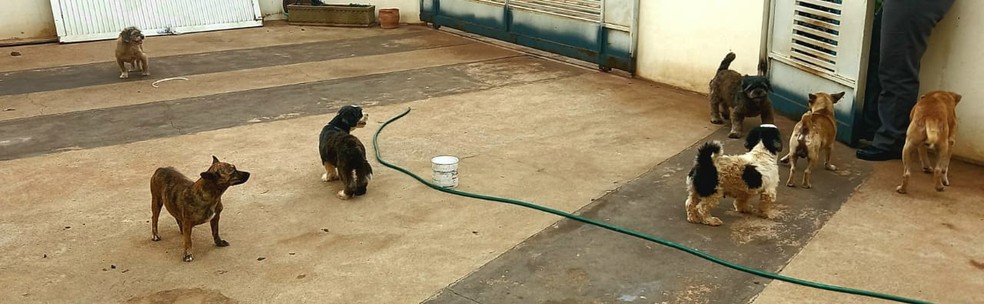 Cães vítimas de maus-tratos foram resgatados em Presidente Epitácio (SP) — Foto: Polícia Militar Ambiental