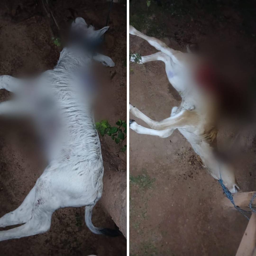 Onças atacam animais em fazendas, e prefeitura emite alerta para moradores da zona rural