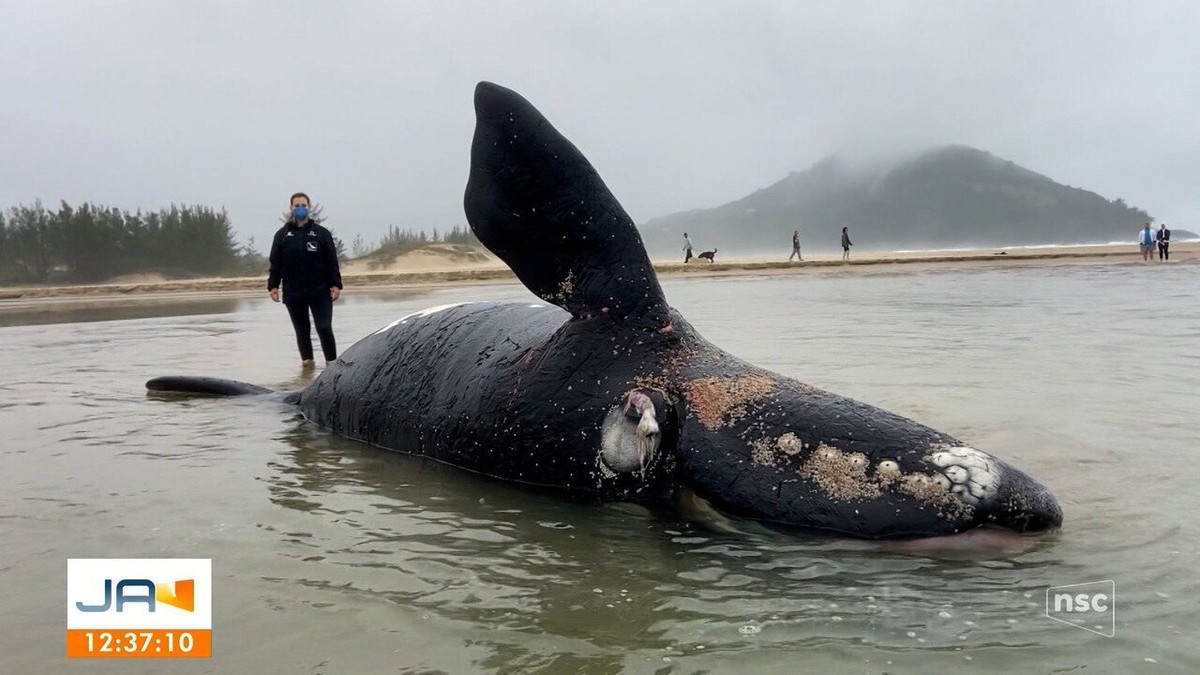 Une baleine nouveau-née retrouvée morte après s’être échouée en Caroline du Sud ;  PHOTOS |  Sainte Catherine