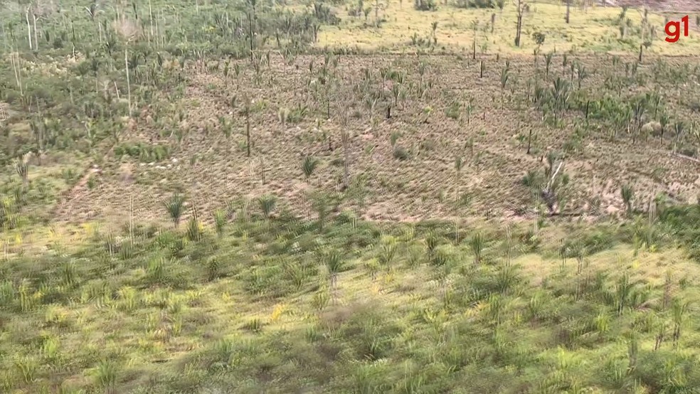 Desmatamento  no Parque Guajará — Foto: Rede Amazônica