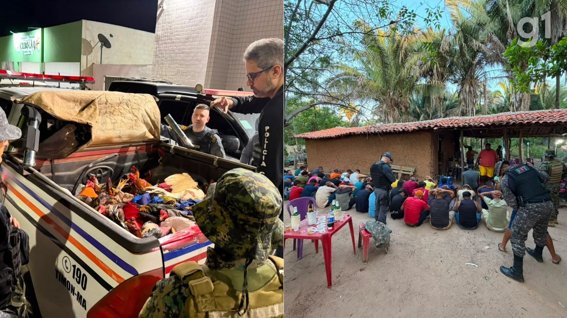 Operação interrompe rinha de galos e apreende 59 aves em Timon; dono do imóvel é preso