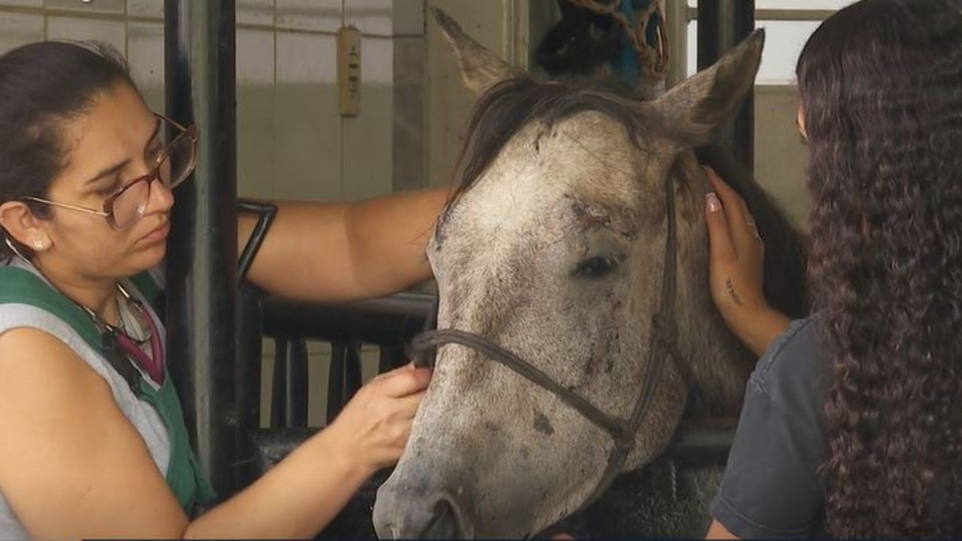 Oito cavalos morrem e 20 passam mal com suspeita de intoxicação em instituto de Goiânia