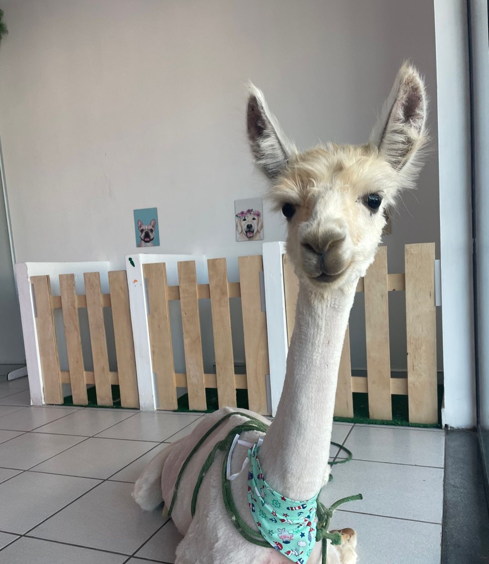 Banho e Tosa para Gato Agendar Cidade Dutra - Pet Shop Perto de