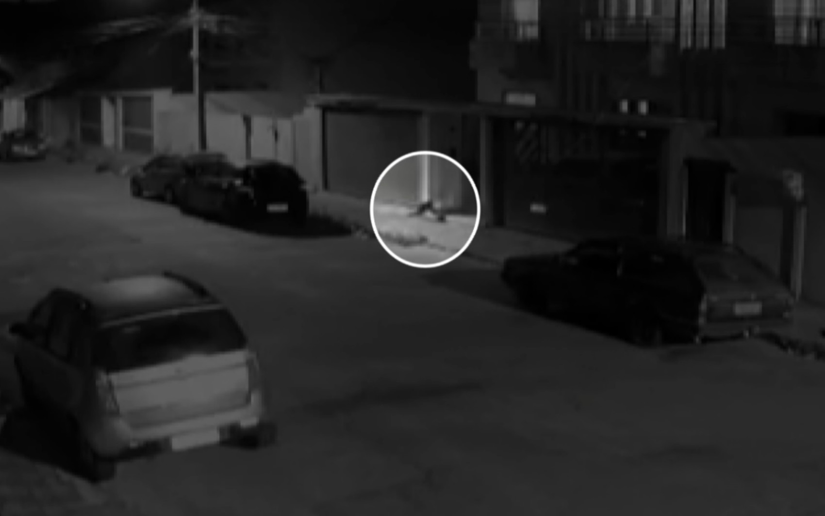 VÍDEO: Câmera flagra cachorro 'furtando' celular de adolescente e caso viraliza em MG