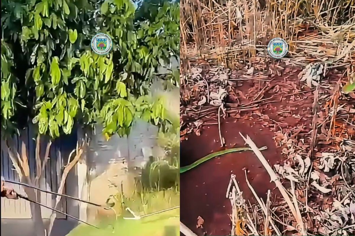 Serpente verde se camufla em árvore e assusta moradores em Dourados