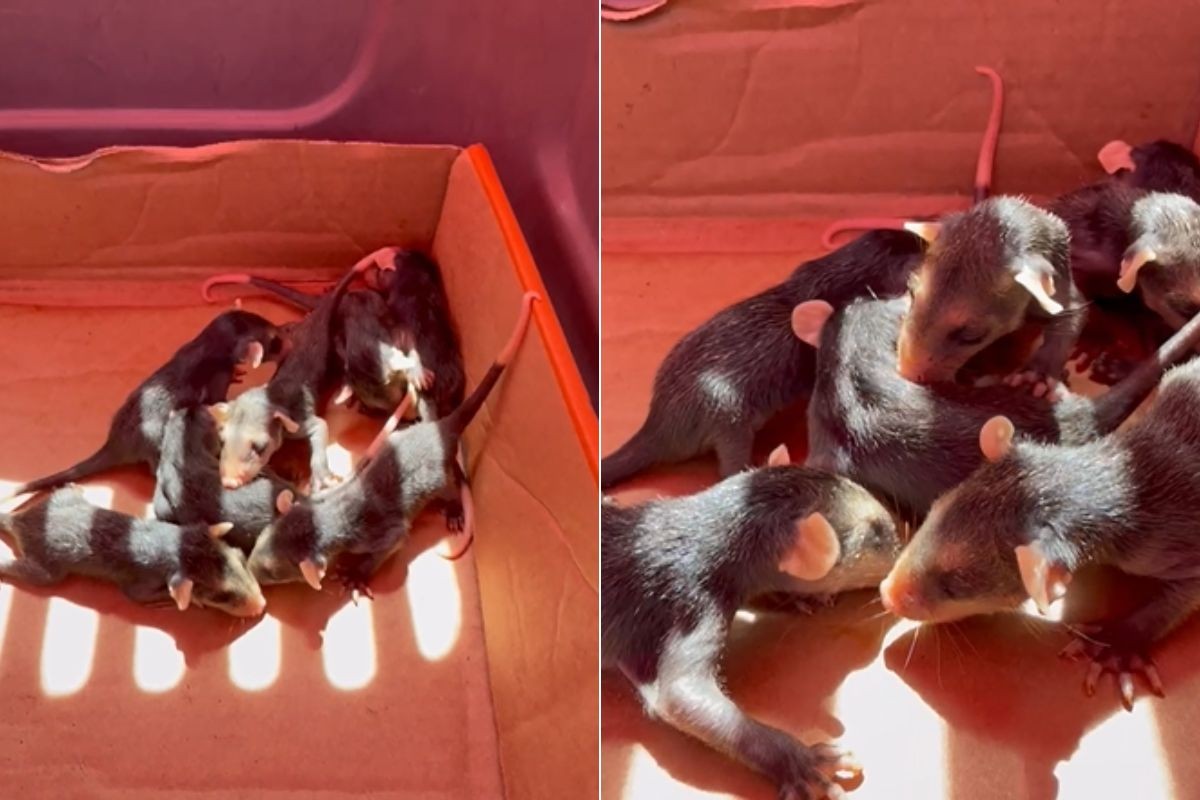 Filhotes de saruês são resgatados após mãe ser atacada por cachorro no litoral de SP; VÍDEO  