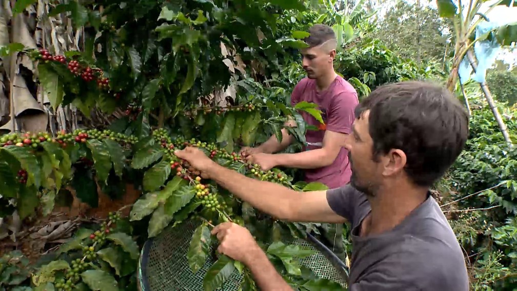 Agricultores driblam impacto da bienalidade e produzem mais café em ano de safra menor no ES. — Foto: Reprodução/TV Gazeta